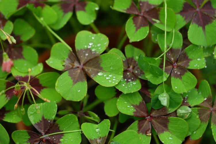 Кислица – фото