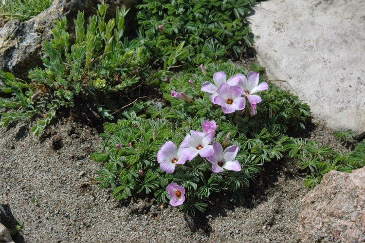 Кислица – фото