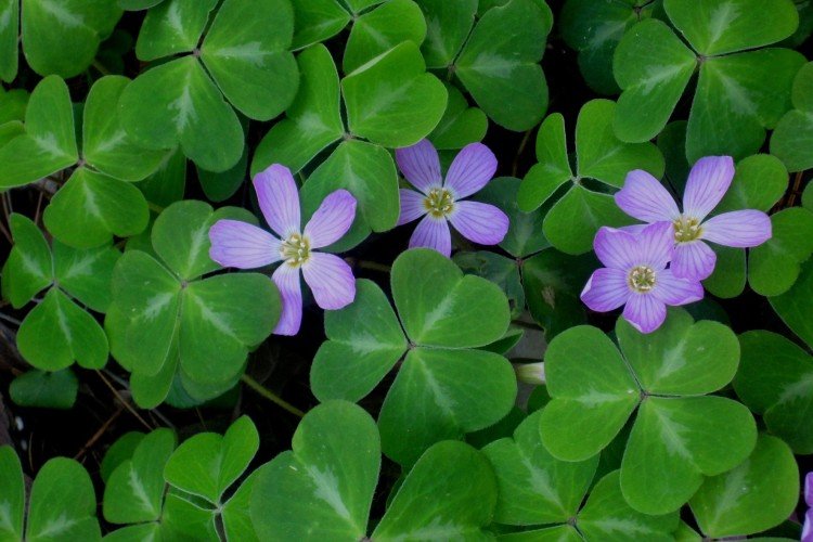 Кислица – фото