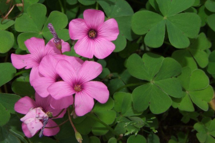 Кислица – фото