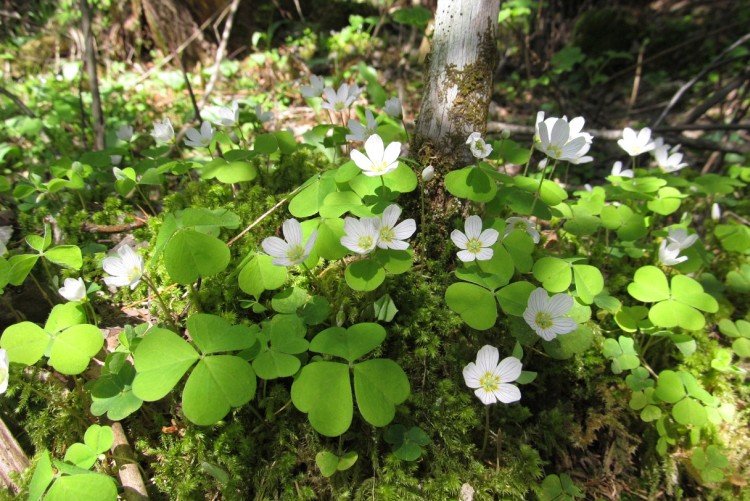 Кислица – фото