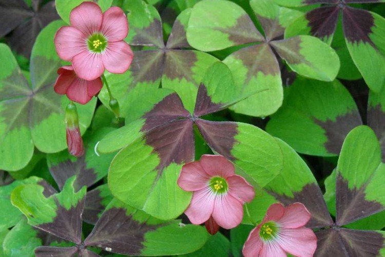 Кислица – фото