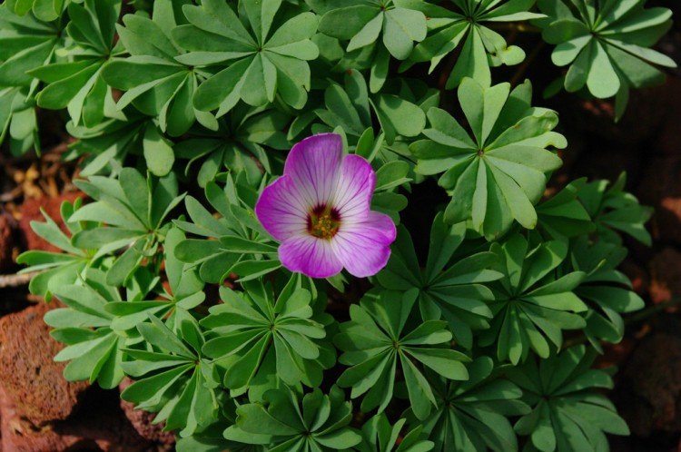 Кислица – фото