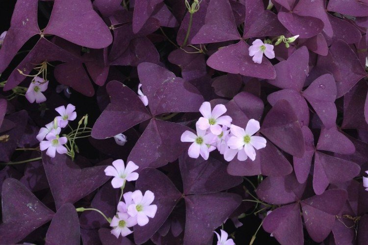 Треугольная кислица