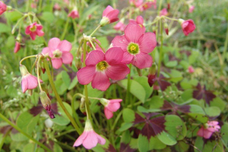 Клубненосная кислица