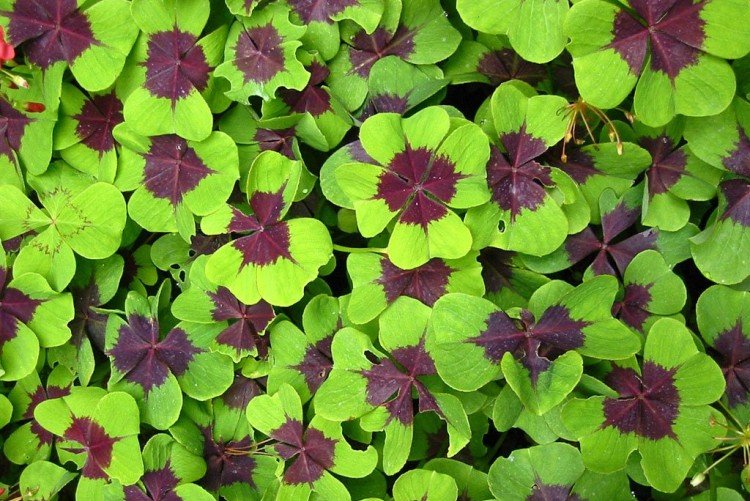 Четырехлистная кислица