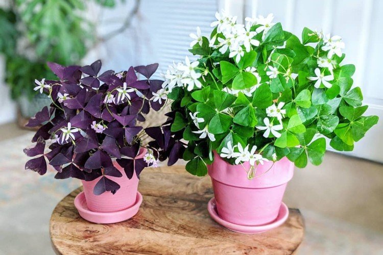 Температура