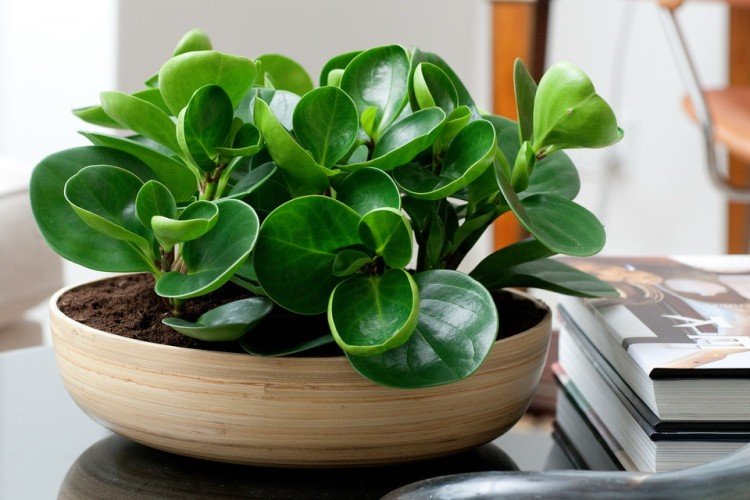 Пеперомия (50 фото): виды, выращивание и уход в домашних условиях