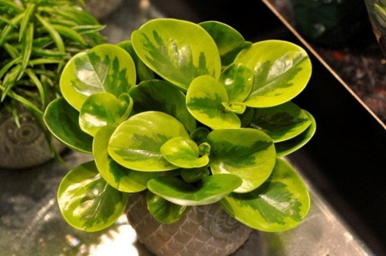 Общая информация