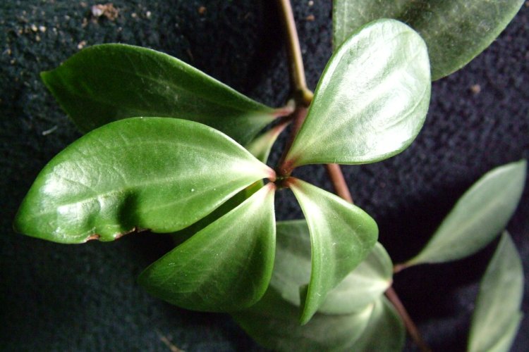 Борьба с вредителями и болезнями