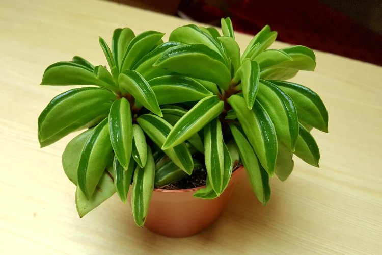 Пеперомия – фото