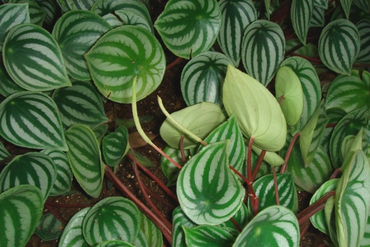 Пеперомия – фото