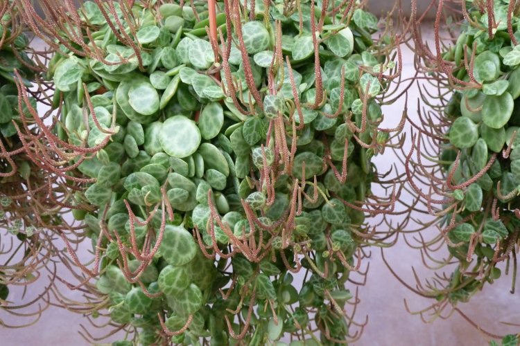 Пеперомия – фото