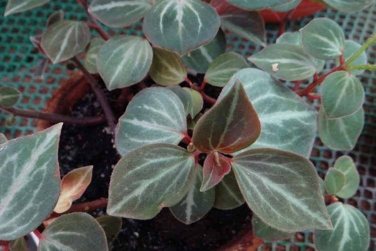 Кустовидная пеперомия