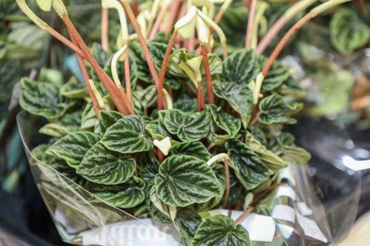 Пеперомия – фото