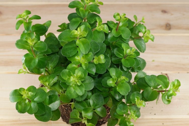 Пеперомия – фото