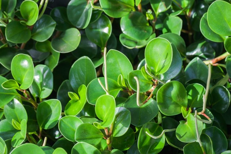 Пеперомия – фото