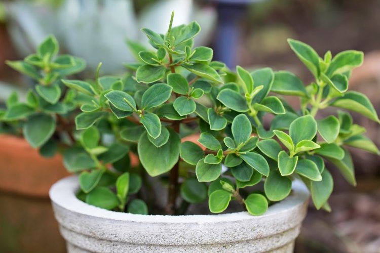 Пеперомия – фото