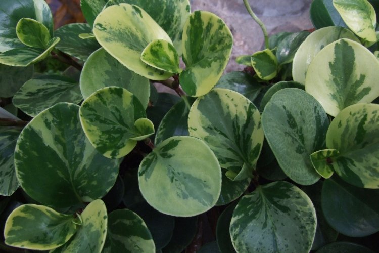 Пеперомия – фото