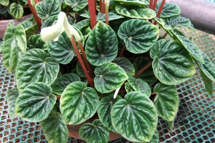 Пеперомия – фото