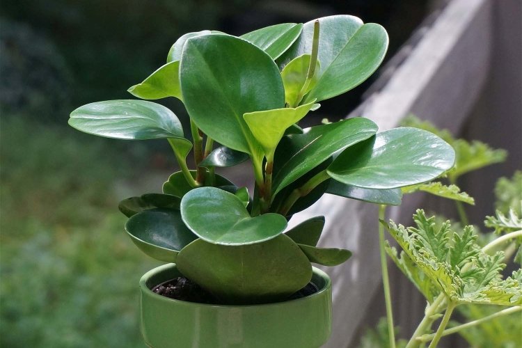 Пеперомия – фото