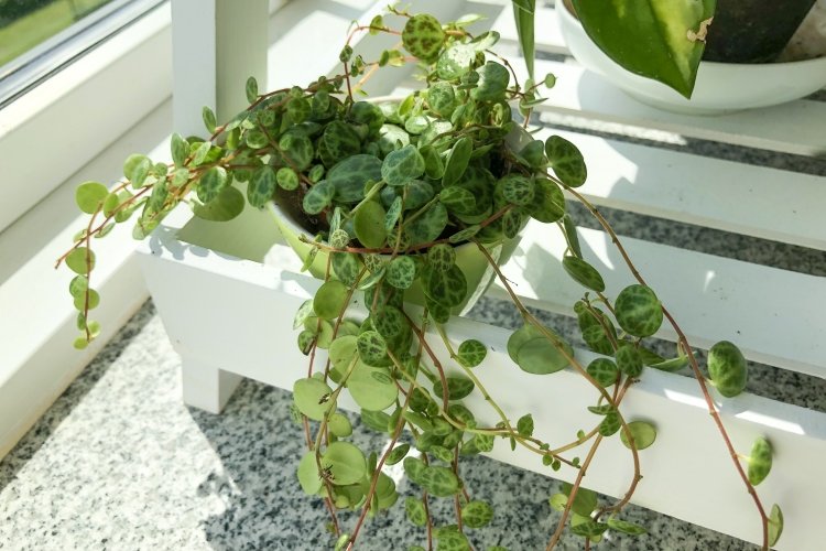 Ампельная пеперомия