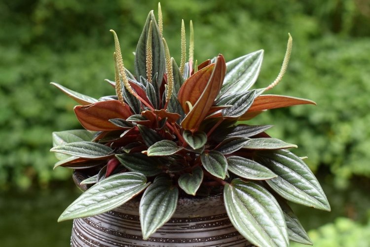 Температура