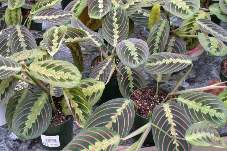 Маранта – фото