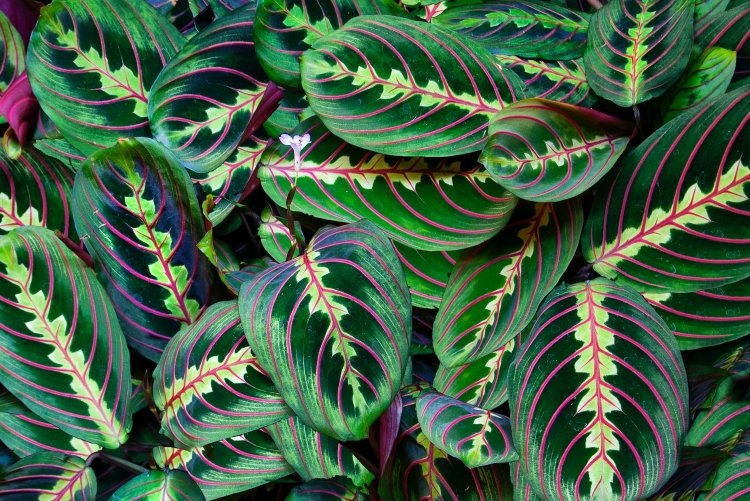 Маранта – фото