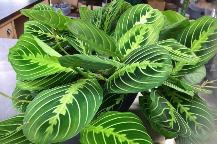 Беложильчатая маранта