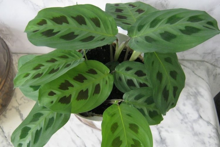 Маранта – фото