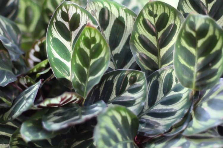 Маранта – фото