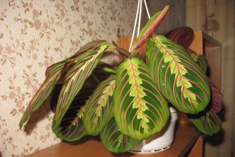 Маранта – фото