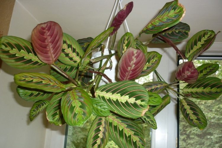 Маранта – фото