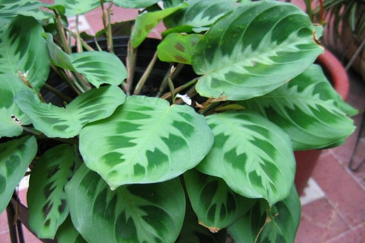 Маранта – фото