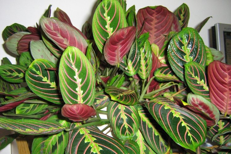 Маранта триколор