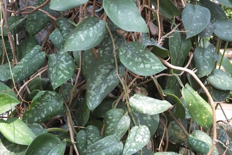 Сциндапсус – фото