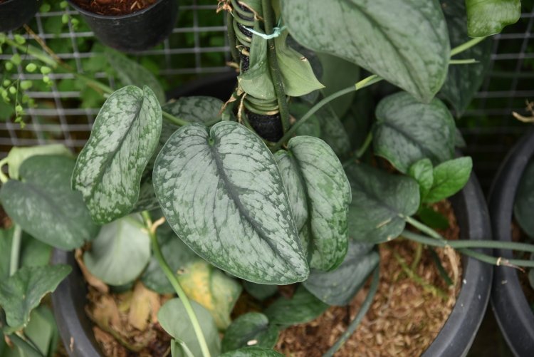 Сциндапсус Пиктус