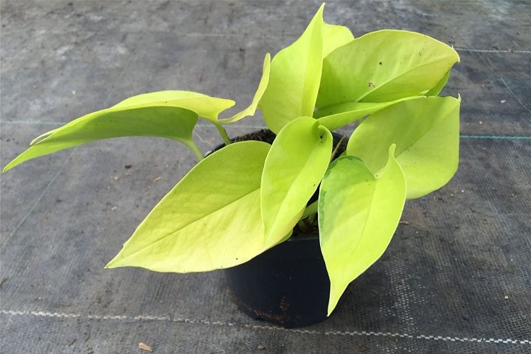 Сциндапсус – фото