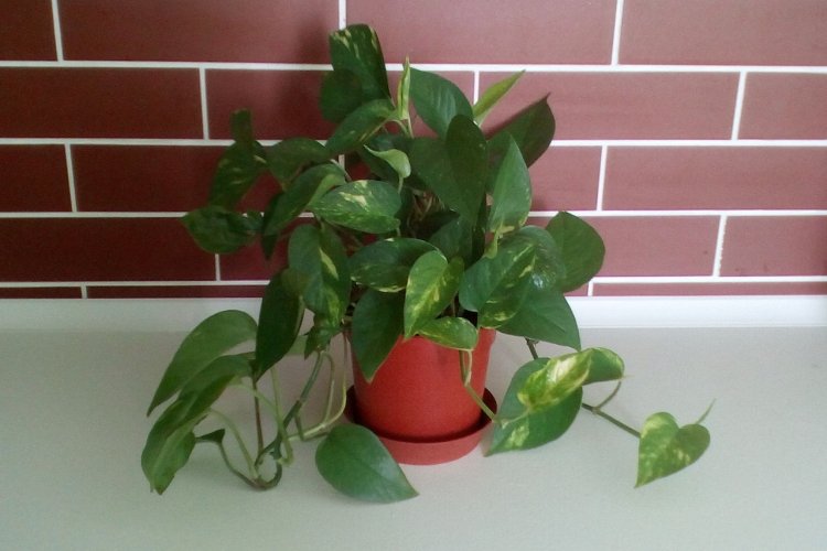 Сциндапсус – фото