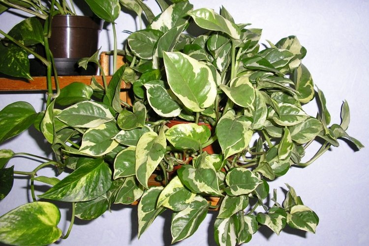 Сциндапсус – фото