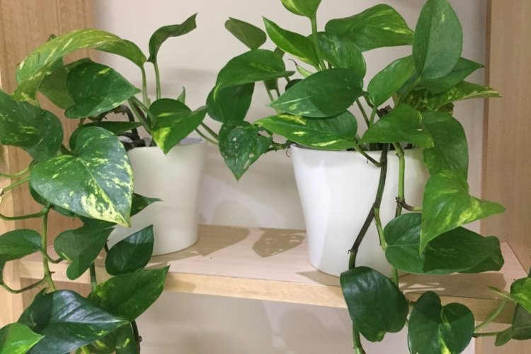 Сциндапсус – фото