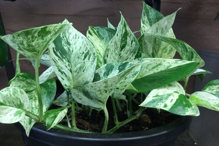 Сциндапсус – фото