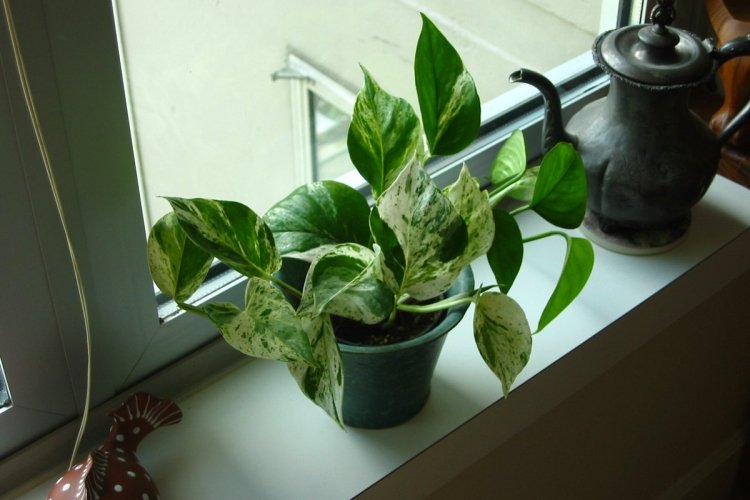 Сциндапсус – фото