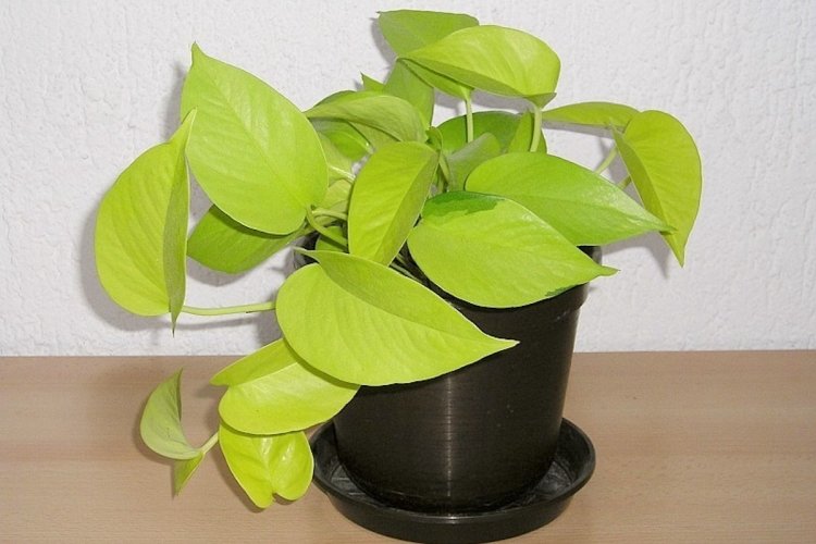 Сциндапсус Неон