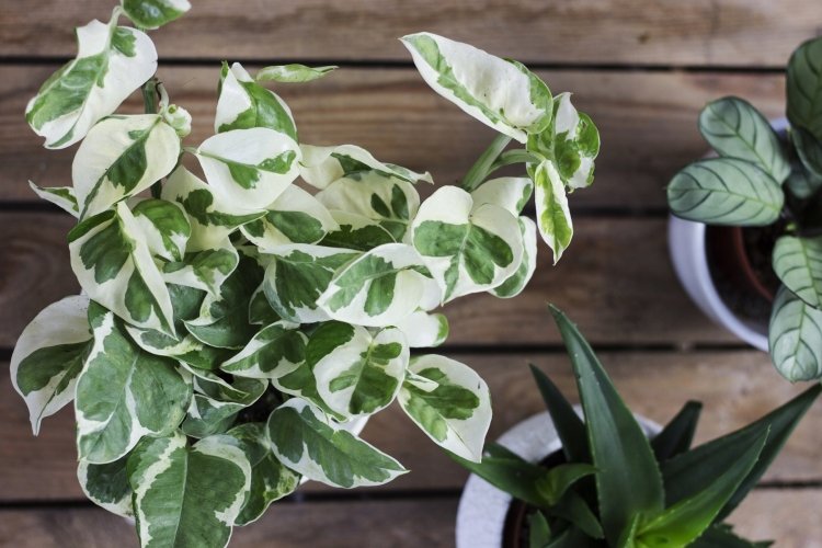 Сциндапсус – фото