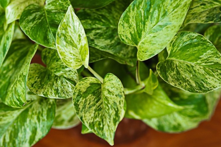 Сциндапсус – фото