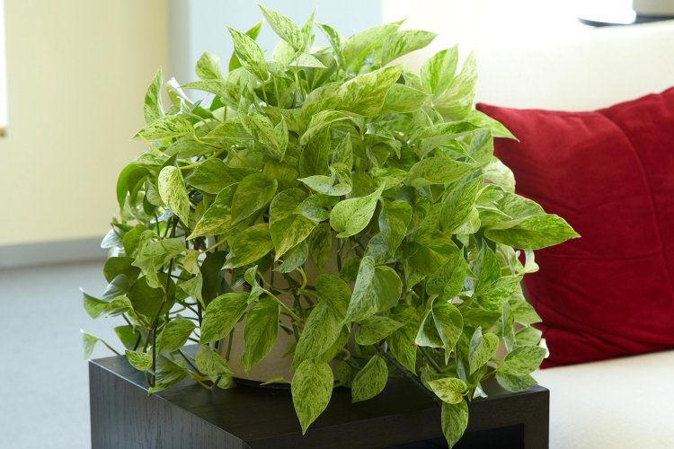 Сциндапсус – фото