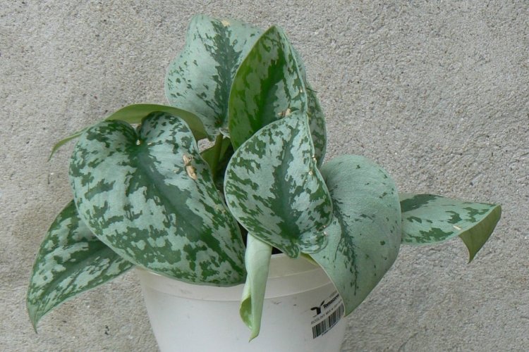 Сциндапсус – фото