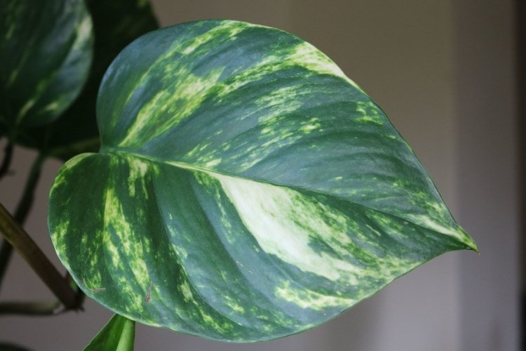 Сциндапсус – фото